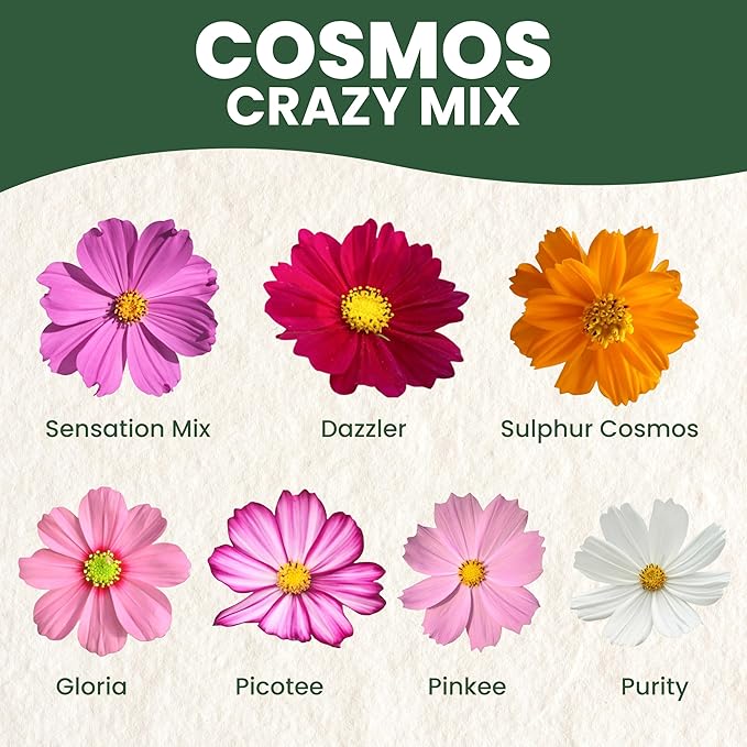 Crazy Cosmos Mix - Large 1 Ounce Packet - 5,000 Flower Seeds for Planting - Cosmos bipinnatus
