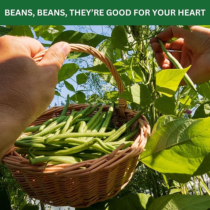 Beans Garden Kit with Grow Rings, Greenhouse Germination Domes, Seeds, Markers, Instructions – Gardening Gift for Mom, Teachers, Women, and Men – Made in USA