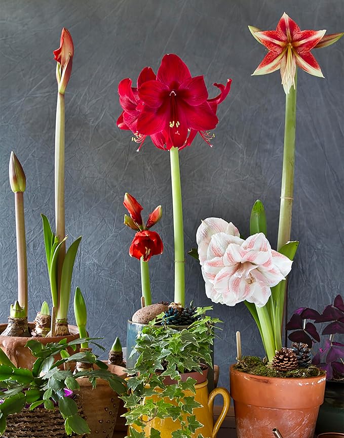 Double Dream Amaryllis - Bare Root Bulb - 28-30 cm - Double Pink Amaryllis