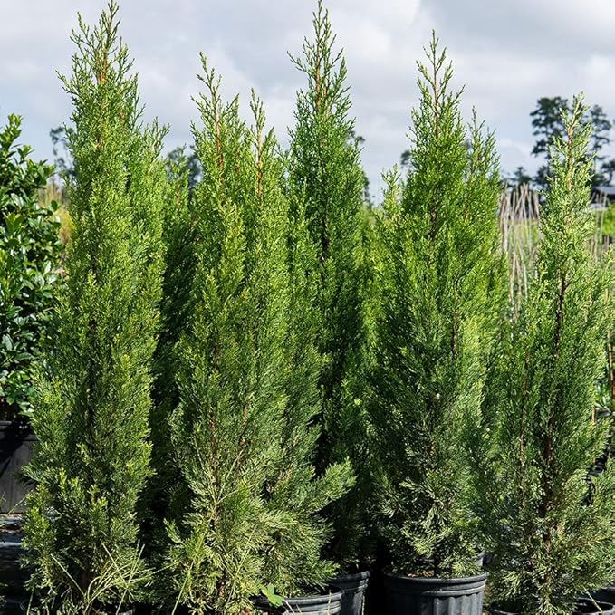 PERFECT PLANTS Italian Cypress Live Plant, 1-2', Includes Care Guide