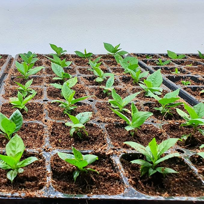 ZeeDix 20Pcs 28LB Organic Coconut Coir Bricks for Plants- Compressed Coco Coir Brick Coconut Fiber Potting Mix Coco Fiber Peat Potting Soil for Vegetables Indoor Plants Gardening(Coir Brick 1.4LB/PCS)