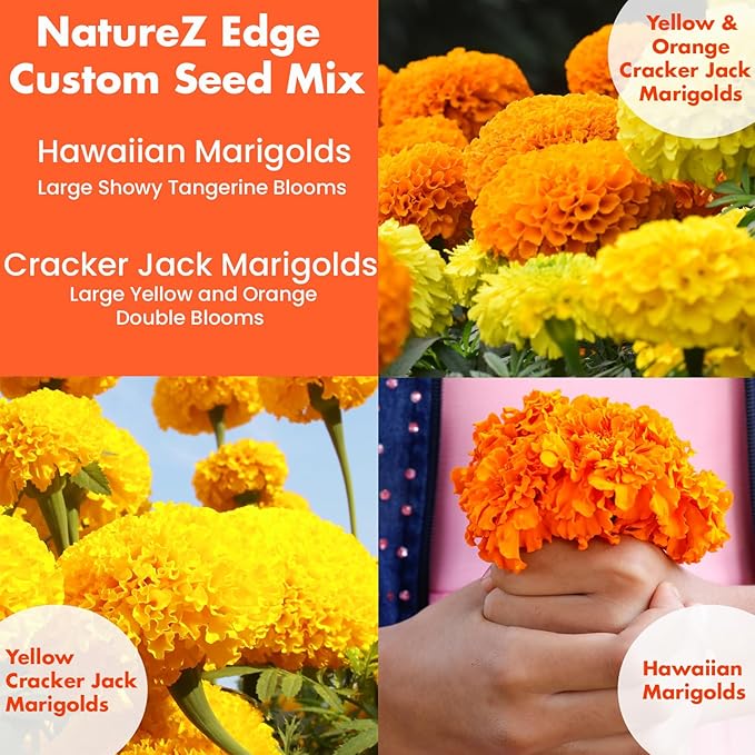 NatureZ Edge, Marigold Seeds, Marigold Seeds for Planting Outdoors, 1 Ounce 10,000 Seeds, Hawaiian and Cracker Jack Marigold Seeds, Marigolds Seeds, African Marigold Seeds, Giant Marigolds Seeds Bulk