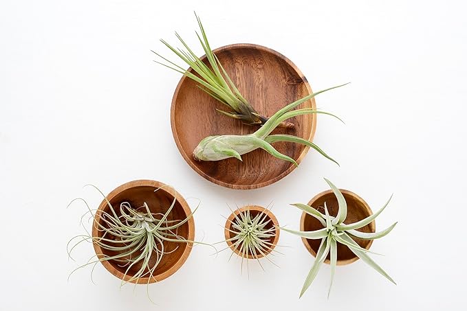 Tillandsia Air Plants Live Indoor Plants (12PK), Airplants Variety Live Plant Kit, Tropical Plants Live Houseplants, Air Plant Live Succulents Plants Live Plants Indoor House Plants by Plants for Pets