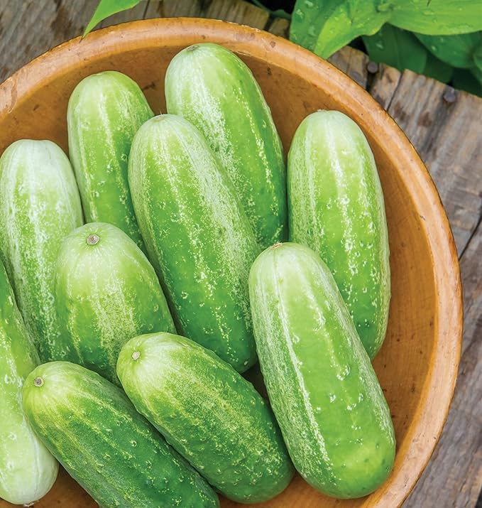 Burpee 'Picklebush' Pickling Cucumber Seeds, 50 Non-GMO seeds, Container Friendly, Burpee Exclusive