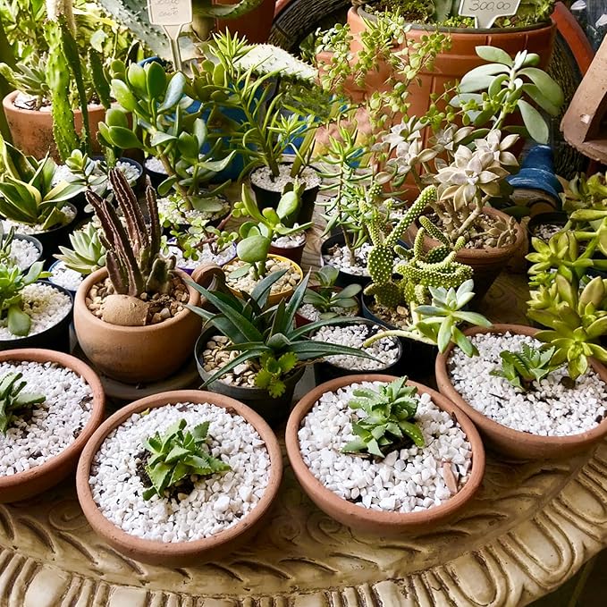 Horticultural Perlite for Plants 2qt, Natural Horticultural Soil Additive Conditioner Mix to Improve Soil Aeration & Dranage for Houseplant