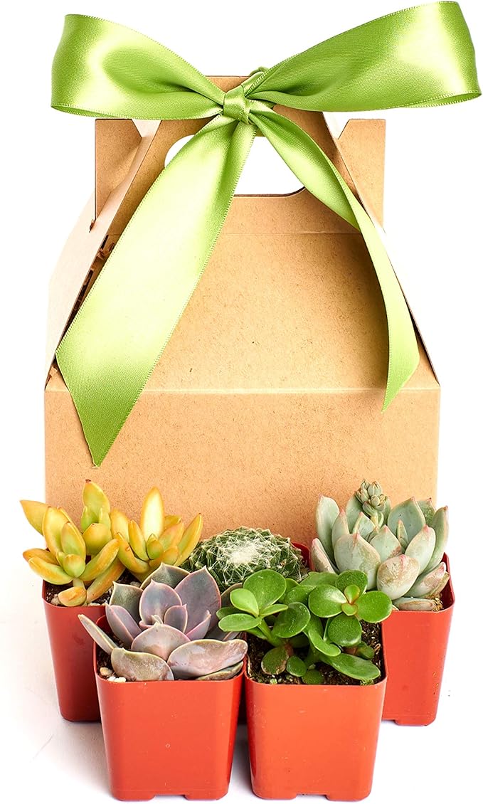 Shop Succulents Unique Succulent Gift Pack Collection - Live Mini Succulent Plants, Low Maintenance, Exceptional Colors & Textures - Wedding and Party Favors, Gift & Garden, Pack of 5