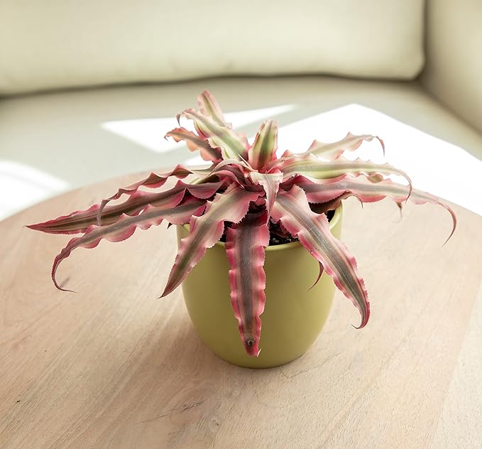Live Cryptanthus Bromeliad Plant, Cryptanthus bivittatus Pink Star, Indoor Flowering Plant, Earth Star House Plant in Pot, Bromeliads Live Plants in Soil, Colorful Potted Houseplant by Plants for Pets