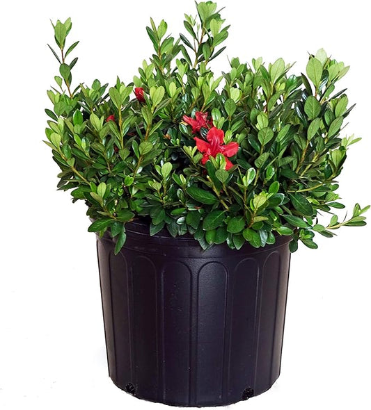 Azalea 'Girard's Crimson' (Azalea) Shrub, #3 - Size Container