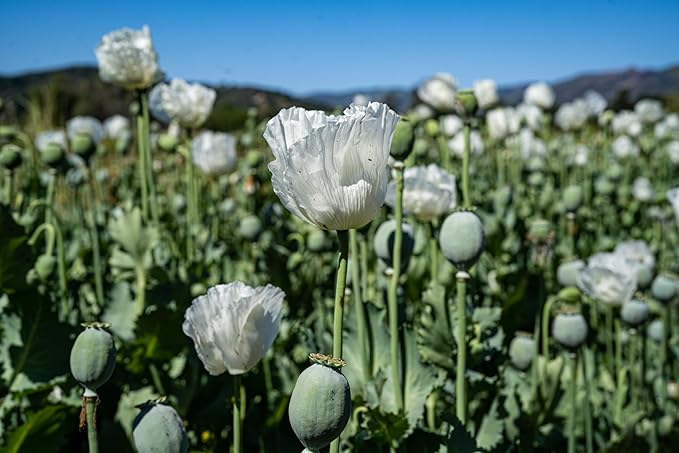 Plant Good Seed Organic Peshawar Poppy Seeds - Pack of 250, Pack of 100 Heirloom Seeds For Planting Flowers - Gardening Supplies, Herb Garden, Wildflower, Flower Seeds To Plant Outside - Non-GMO, From USA