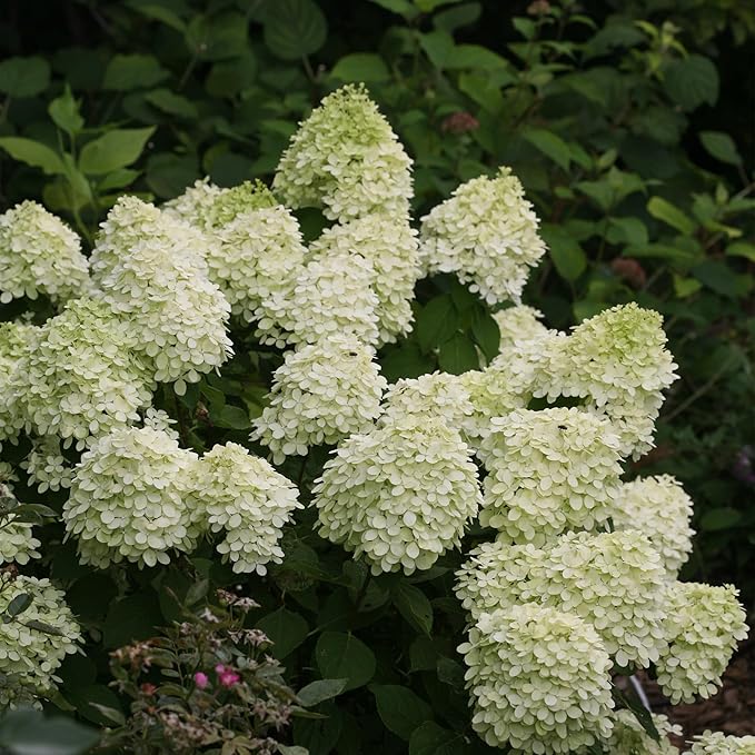 Little Lime Hydrangea 2 Gal, Green to Pink Blooms