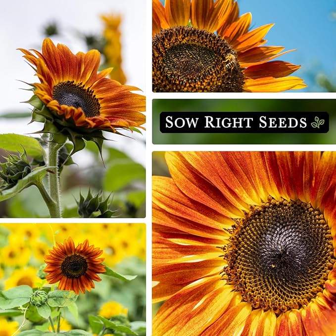 Sow Right Seeds - Autumn Beauty Sunflower Seeds for Planting - Beautiful Giant Flower to Plant - Non-GMO Heirloom Packet with Instructions - Maroon and Yellow Petals - Unique Summer Blooms (1)