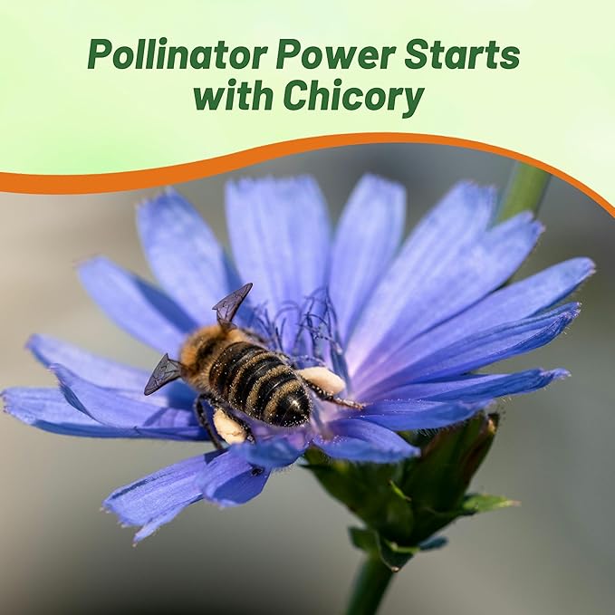 Outsidepride 1 lb. Perennial Chicory Flower Seeds for Planting