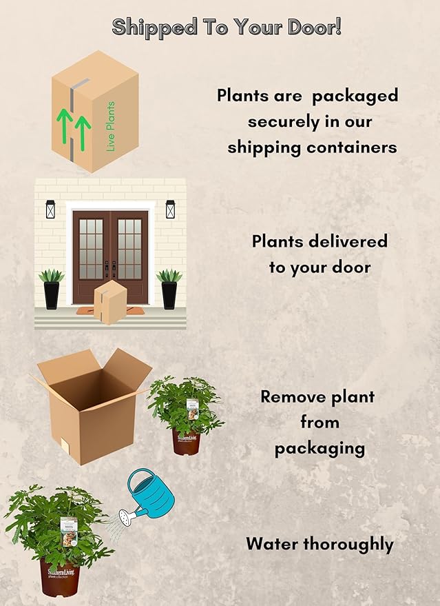 Southern Living Plant Collection 2 Gallon 'Little Miss Figgy' Fig Plant