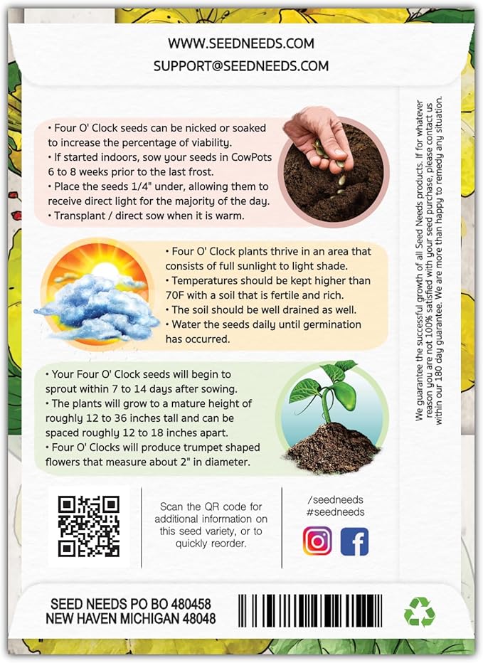 Seed Needs, Yellow Four O' Clock Seeds - 60 Heirloom Seeds for Planting Mirabilis Jalapa - Tender Perennial Flowers to Attract Butterflies, Hummingbirds & Other Pollinators (5 Packs)