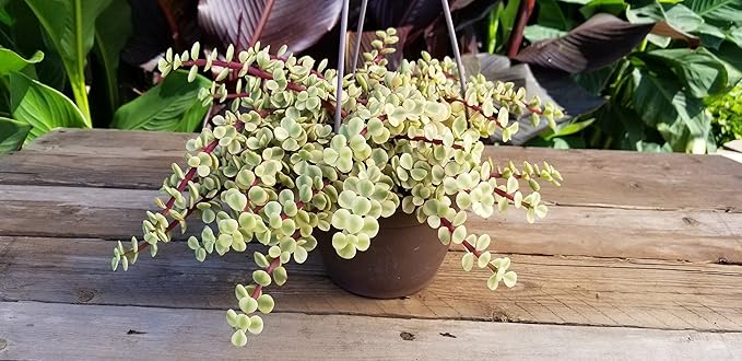 Variegated Portulacaria Afra Live Plants Indoor Plants, Succulents Plants Live Hanging Plants, Hanging Planter Basket Succulent Gift, Live Succulents Plants Live Houseplants by Plants for Pets