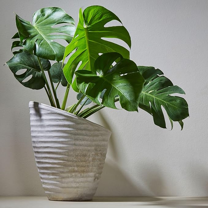 Tropical House Plant Potting Mix (12 Quarts); for All Types of Indoor House Plants