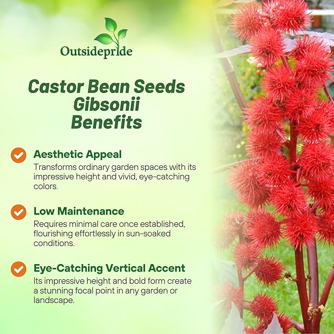 Outsidepride 50 Seeds Annual Ricinus Communis Castor Bean Gibsonii Flower Seeds for Planting