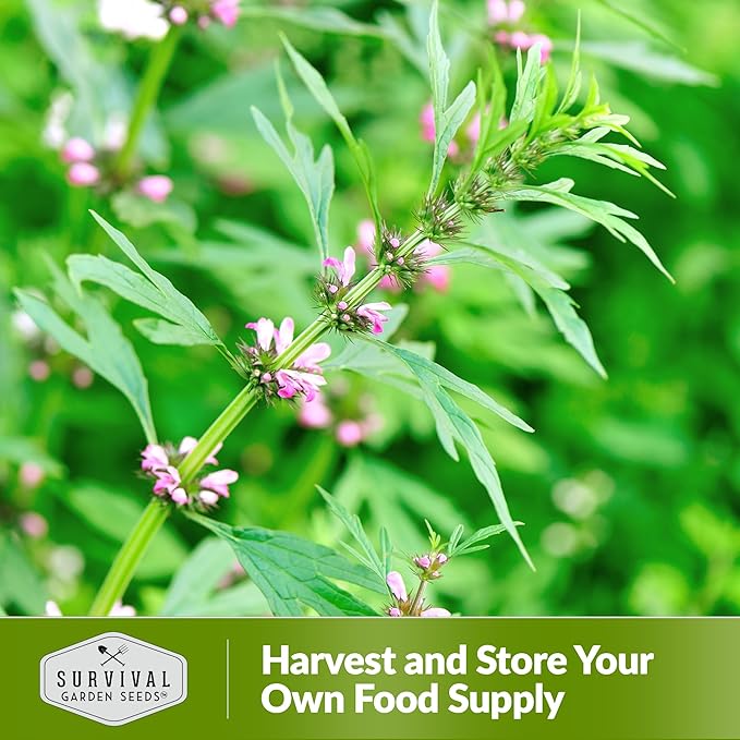 Motherwort Seed for Planting - 3 Packets with Instructions to Plant and Grow Lion's Tail Medicinal Herbs in Your Home Herb Garden - Non-GMO Heirloom Variety - Survival Garden Seeds