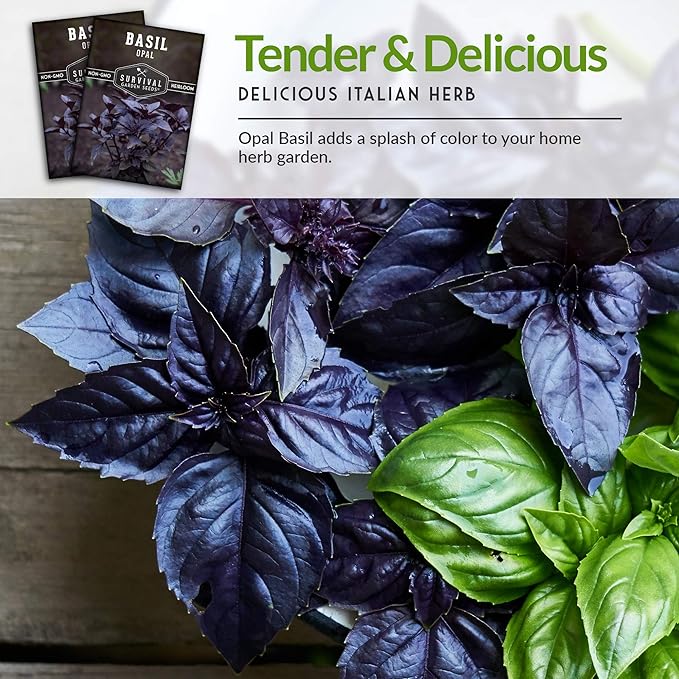 Survival Garden Seeds - Opal Basil Seed for Planting - 5 Packs with Instructions to Plant and Grow Delicious & Unique Purple Basil Herb Plants in Your Home Vegetable Garden - Non-GMO Heirloom Variety