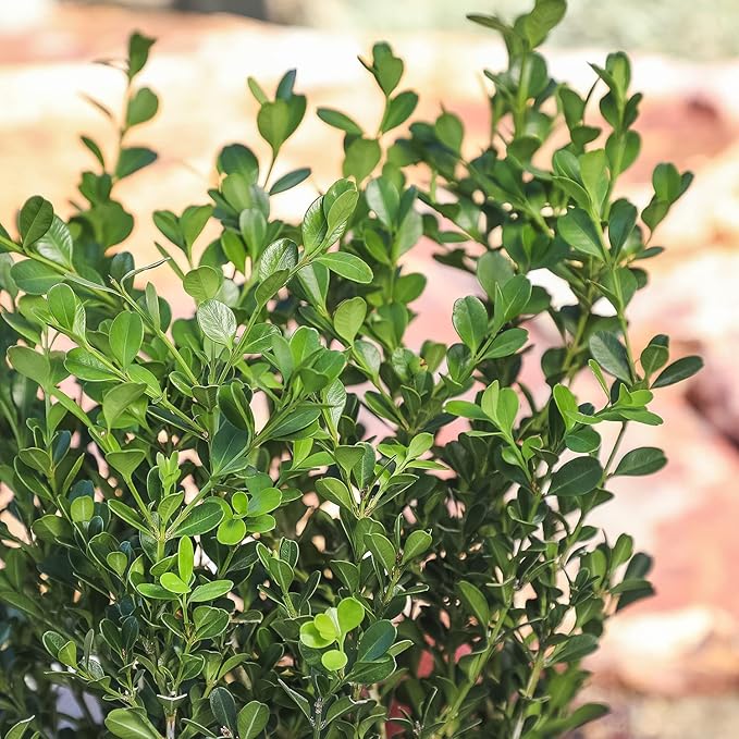 Buxus Japonica Plant (1G), Boxwood Shrubs Live in Planters for Outdoor Plants Live Evergreen Trees Live Plants, Live Outdoor Plants Potted Plants Live Outdoor, Live Trees Live Plant by Plants for Pets
