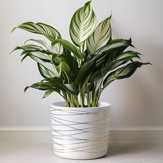 Willowy 9 Inch Ceramic Plant Pot - Matte White with Gold Stripes - Drainage Plug Included
