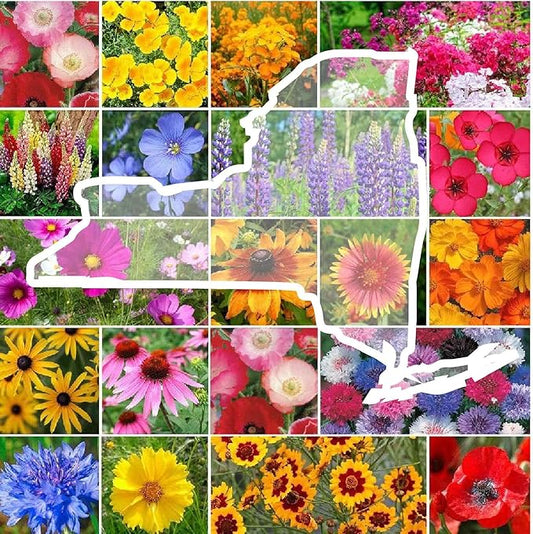 Eden Brothers New York Wildflower Mixed Seeds for Planting, 5 lbs, 2,400,000+ Seeds with Coneflower, Cosmos | Attracts Pollinators, Plant in Spring or Fall, Zones