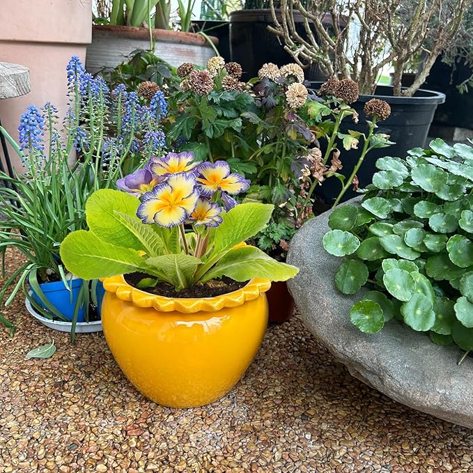 8in Self Waterring Terracotta Planter Yellow Ceramic Pot Maintenance Plant Seeder Planting Flower Pot Design Self Watering Planter for Indoor Plants African Violet Planter Pot