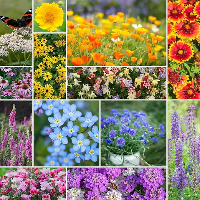 Eden Brothers Deer Resistant Wildflower Mixed Seeds for Planting, 1 lb, 480,000+ Seeds with Foxglove, Forget Me Not | Attracts Pollinators, Plant in Spring or Fall, Zones 3, 4, 5, 6, 7, 8, 9, 10
