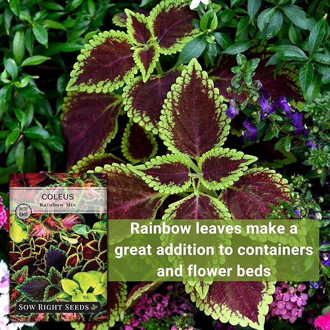 Sow Right Seeds - Coleus Rainbow Mix Seeds for Planting - Beautiful Flowers to Plant in a Home Garden - Indoors or Outdoors - Non-GMO Heirloom Seeds - Attractive & Colorful - Great Gardening Gift (4)