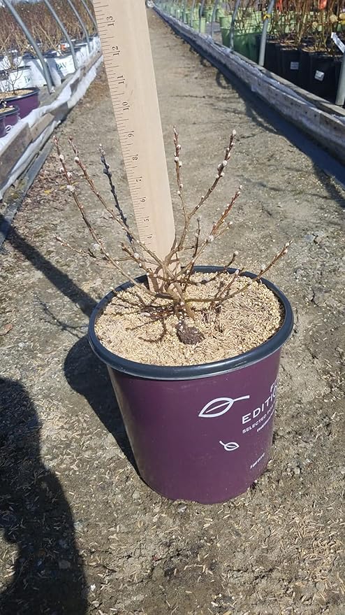 Salix Candida Iceberg Alley (Sageleaf Willow) Shrub, 2-Size Container, Silvery Foliage