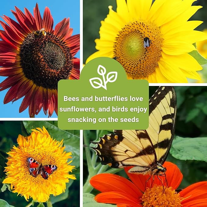 Sow Right Seeds - Large Sunflower Seed Collection for Planting - 6 Varieties of Sunflowers to Attract Pollinators - Non-GMO Heirloom Packet with Instructions to Plant & Grow - Giant Summer Blooms