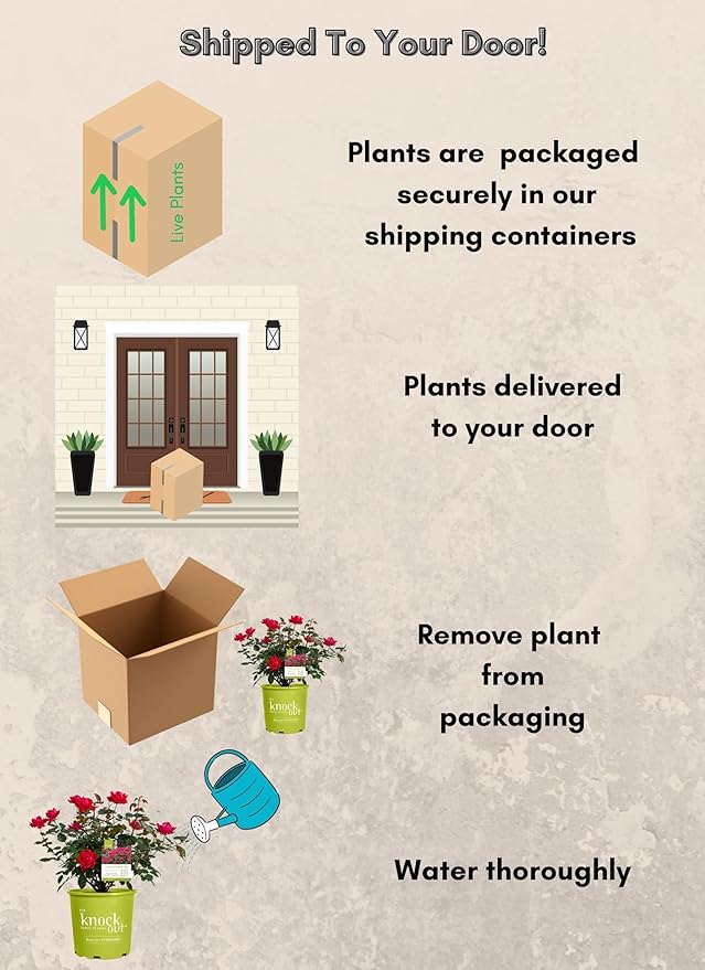 Knockout Double Rose, 2 Gal, Red Blooms