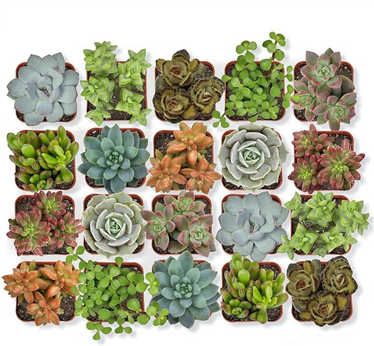 Altman Plants, Live Succulent Plants (20 Pack) Assorted Potted Succulents Plants Live House Plants in Cacti and Succulent Soil Mix, Cactus Plants Live Indoor Plants Live Houseplants in Planter Pots