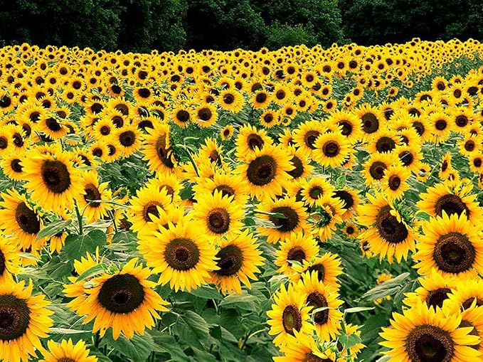 Black Oil Sunflower Flower Seeds for Planting, 150+ Flower Seeds Per Packet, (Isla's Garden Seeds), Non GMO & Heirloom Seeds, Scientific Name: Helianthus annuus, Great Flower Garden Gift