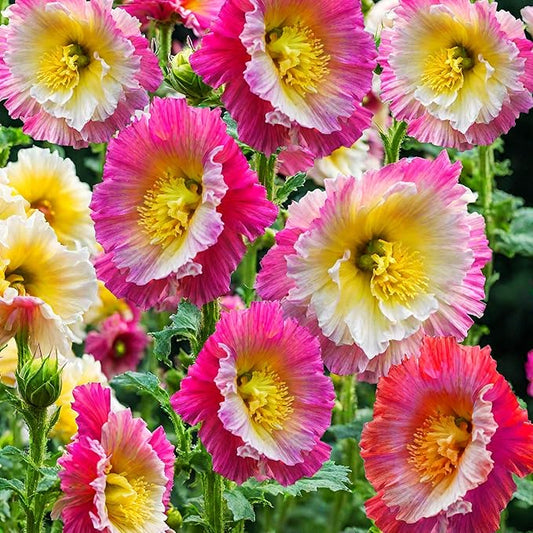 400+ Hollyhock Seeds: Vibrant Carnival Mix (Pink, Yellow, White) for Giant Blooms