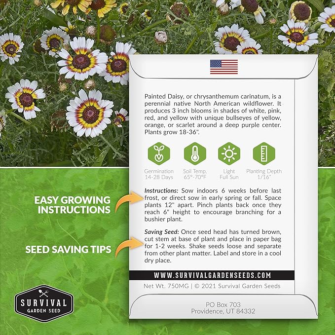 1 Pack Painted Daisy Seeds for Planting with Instructions to Grow Colorful Perennial Wildflowers in Your Home Flower Garden - Non-GMO Heirloom Pyrethrum Daisy Seeds - Survival Garden Seeds