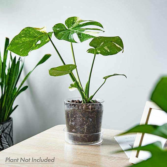 Phoenix Vine 6.5 Inch Clear Acrylic Planter Pot with Tray, Orchid Pot with Drainage Holes, Deep Saucer for Bottom Watering, Transparent Containers for Indoor Plants, Herbs, Set of 1, 91-A-F-1