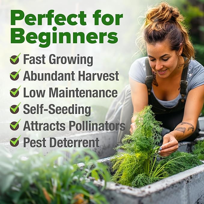 HOME GROWN Dill Seeds for Planting - 1014 Premium Bouquet Dill Seeds, Non-GMO and Heirloom Herb Seeds for Planting Outdoors, Grow Your Fragrant Dill Herb Garden (Anethum graveolens)