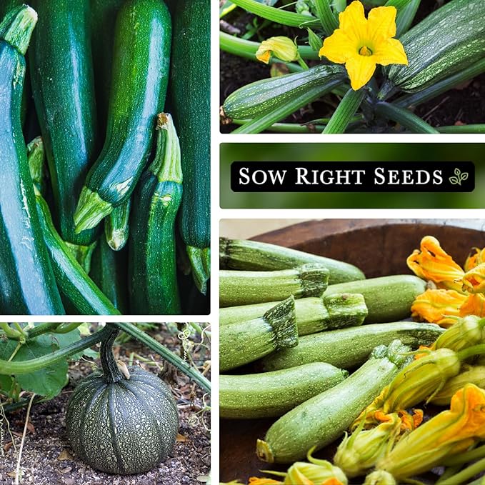 Sow Right Seeds - Zucchini Squash Seed Collection for Planting - Black Beauty, Grey, Round, Golden, and Cocozelle - Non-GMO Heirloom Packet to Plant a Vegetable Garden - Productive Summer Squash