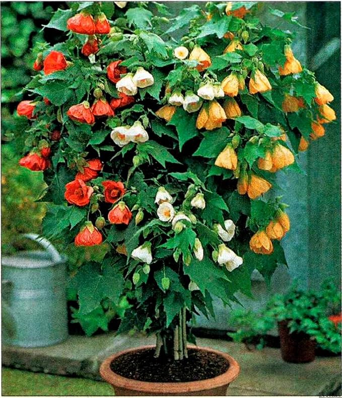 Seeds Abutilon Mix Indoor Mini Tree Beautiful Abutilon for Planting