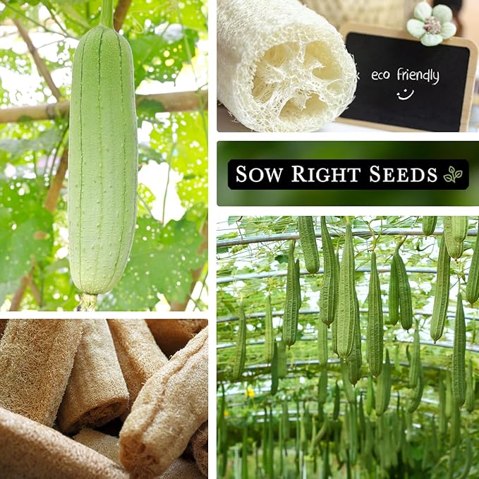 Sow Right Seeds - Luffa Gourd Seed for Planting - Non-GMO Heirloom Packet with Instructions to Plant a Home Vegetable Garden - Grow Your Own Loofah Sponge at Home - Show Off Unique Gourds (2)