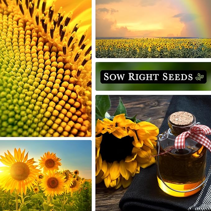 Sow Right Seeds - Peredovik Sunflower Seeds for Planting - Non-GMO Heirloom Packet with Instructions for Growing - Russian Black Sun Flower - Great for Wildlife and Sunflower Oil - Annual Blooms (1)