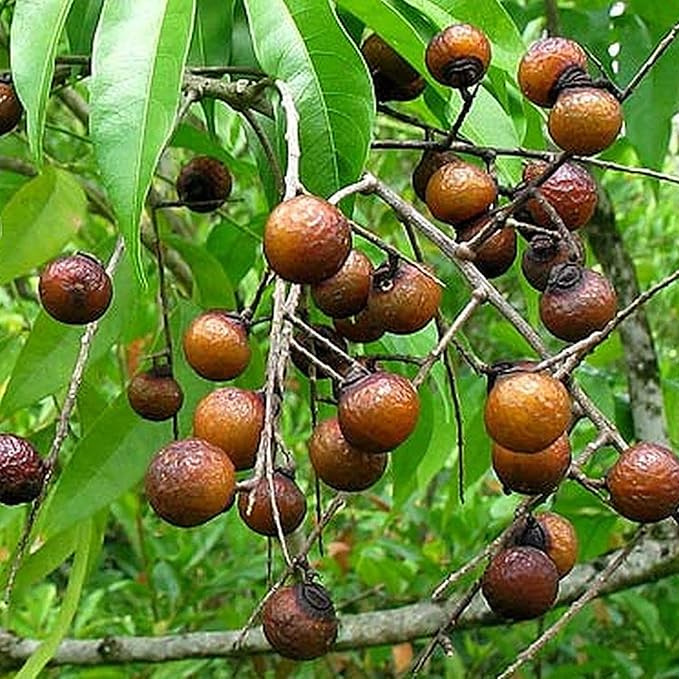 CHUXAY GARDEN Indian Soapberry Seed 5 Seeds Sapindus Mukorossi Evergreen Tree Ornamental Shade Tree Cleaning Purpose