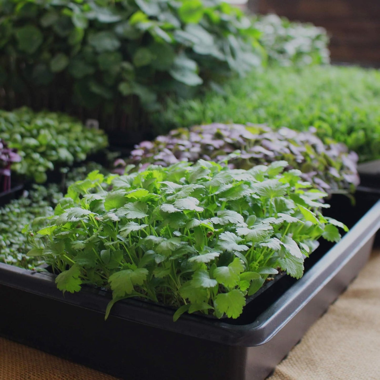 Minute Soil Compressed Coco Coir 6 Pack – Organic Peat-Free Medium Expands to 9 Gal – Indoor Gardening, Microgreens, Seed Starting, Houseplants, Herbs, Vegetables, Planters