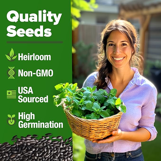 HOME GROWN Peppermint Seeds 2 Pack (Mentha × piperita) – 4,740 Non-GMO, Heirloom Mint Seeds for Planting. Grow Peppermint Plants in Your Kitchen Garden or Plant Them Outdoors for a Lush Herb Garden.