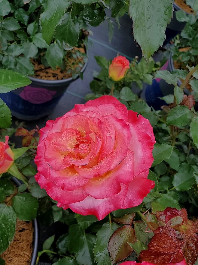 Live plant from Green Promise Farms Rosa True Sincerity (Shrub Rose, 2-Size Container, red/Yellow/Pink Flowers
