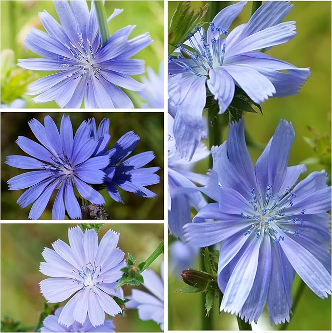 Seed Needs, Chicory Seeds - 500 Heirloom Seeds for Planting Cichorium intybus - Non-GMO & Untreated, Italian Dandelion (1 Pack)