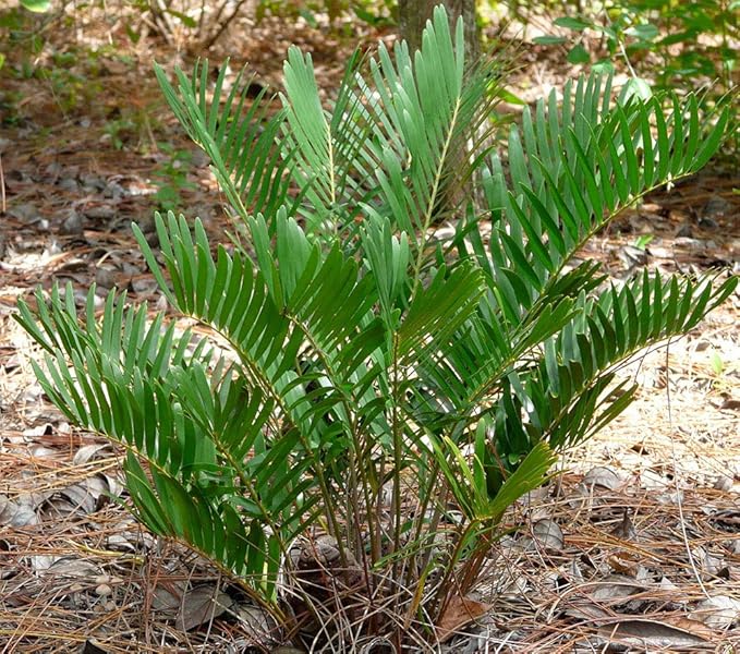 American Plant Exchange Coontie Palm Zamia Pumila Live Plant, 6" Pot, Indoor/Outdoor Air Purifier
