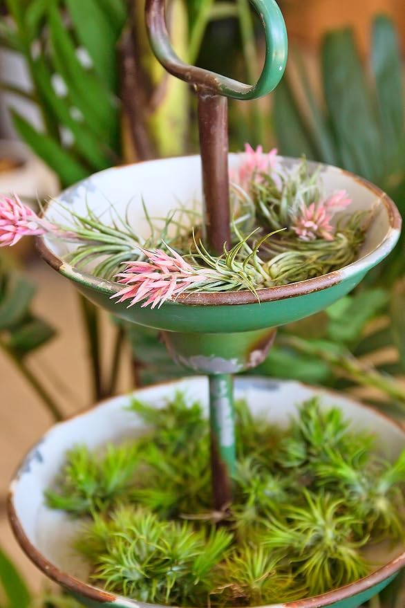 Ionantha Tillandsia Air Plants Live Indoor Plants (10PK), Air Plant Terrarium Plants Live Houseplants, Live Plants Indoor Plant Kit, Easy Care Plants for Air Plant Holder or Garden by Plants for Pets