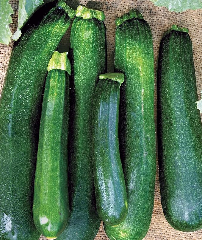 Burpee 'Super Sweet 100' Hybrid, Cherry Tomato, 50 Non-GMO Seeds & Saffron Summer Squash Seeds 100 Seeds & Black Beauty Zucchini Summer Squash Seeds 100 Seeds